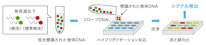 DNAチップの使用方法