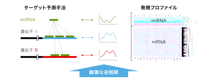 Target候補の検索とmRNA解析データとの照合