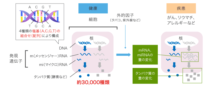 遺伝子とたんぱく質と疾患