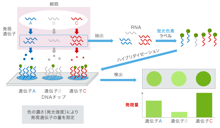 DNAチップによる遺伝子検出法概要