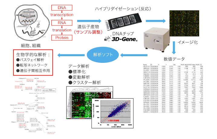 DNAチップ：基板上に、数百～数万種類のDNA断片を高密度に並べ様々な解析を行う