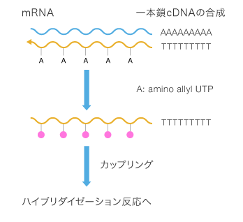 cDNA法