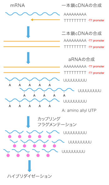 aRNA法