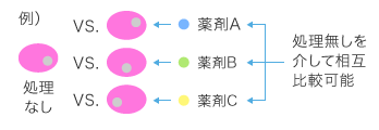 関連する実験系（薬剤種、遺伝子KO、遺伝子導入、時間（限定））