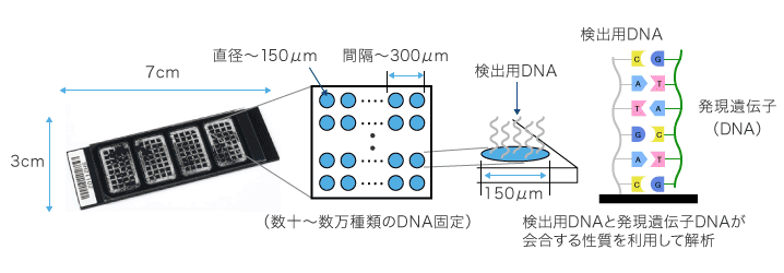 DNAチップの構造