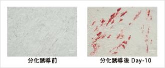 ヒト培養脂肪細胞の分化誘導