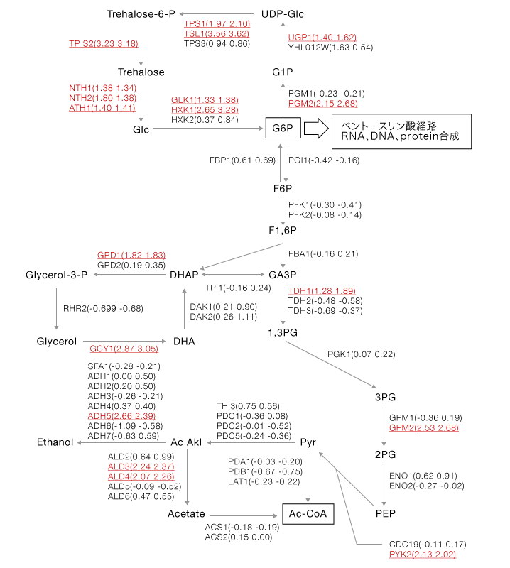 糖代謝経路に関与する酵素遺伝子