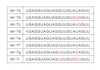 ヒトlet-7ファミリーの配列