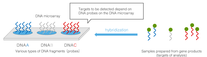 Types and features of DNA microarrays