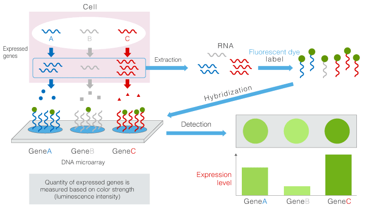 Outline of detection method of genes by DNA microarrays