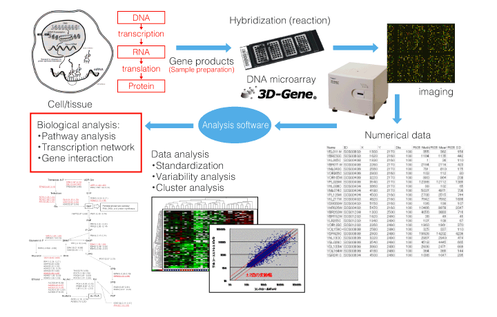 DNA microarry: Analysis tool, From hundreds to tens of thousands kinds of DNA fragments are adressed on substrate in high density
