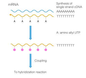 cDNA method