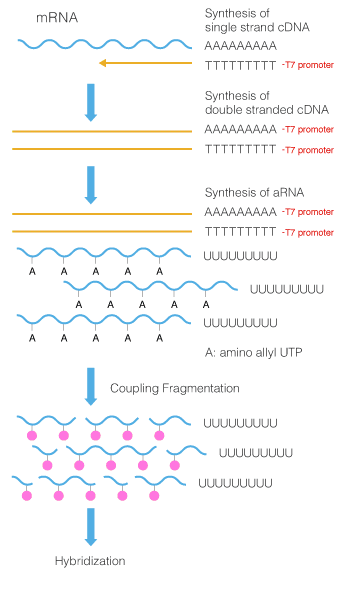 aRNA method