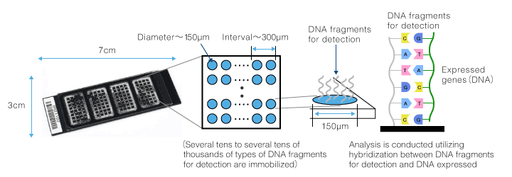 Structure of DNA microarrays