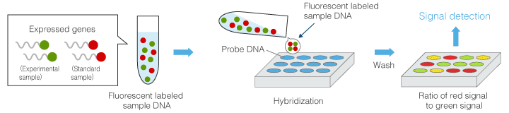 Usage of DNA microarrays