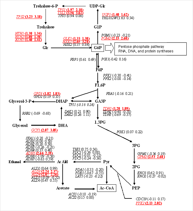 Enzymatic genes involved in the glucose metabolic pathways