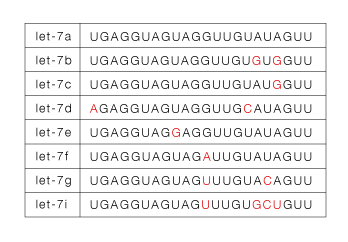 Sequence of human let-7 family