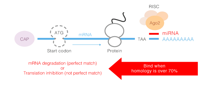 Gene expression regulation mechanism by miRNA