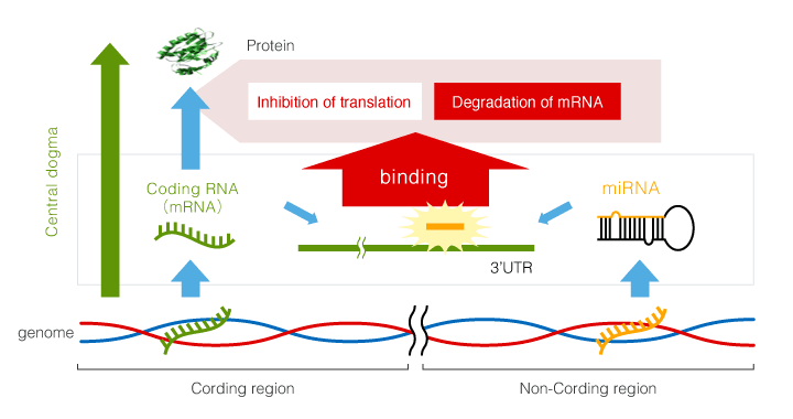 Correlation between miRNA and mRNA and integrated analysis