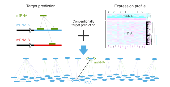 Correlation between miRNA and mRNA and integrated analysis