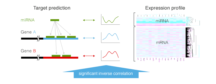 Search for target candidates and checking against mRNA analysis data