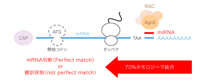 図1 miRNAによる遺伝子発現制御機構