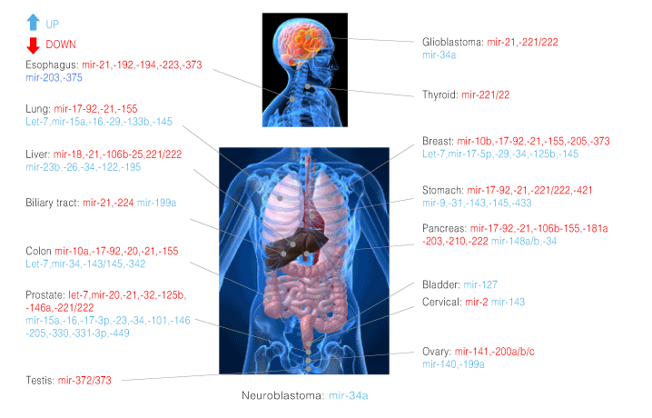 図2 がんに関連していることが知られているmiRNAの発現量（病気によって上下）