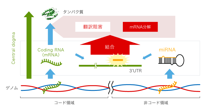 miRNAとmRNAの関係と統合解析