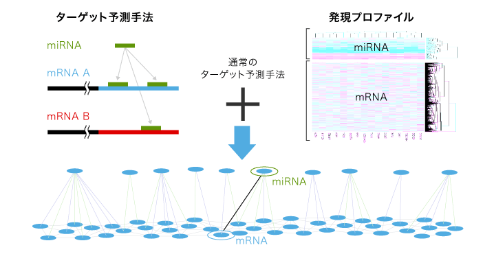 miRNAとmRNAの関係と統合解析